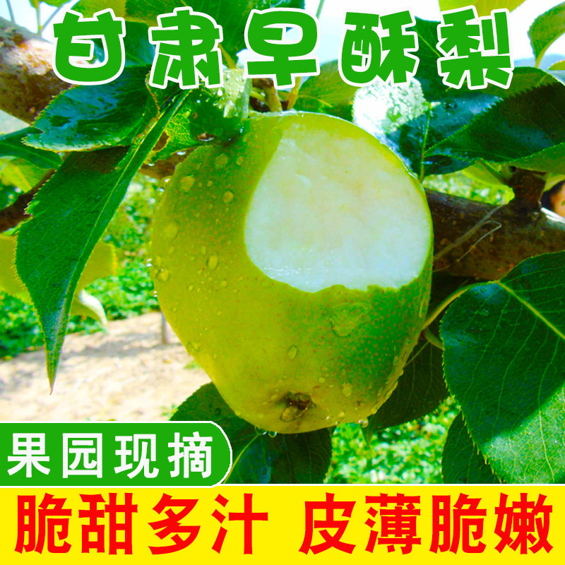 甘肃早酥梨脆甜多汁新鲜现摘梨子