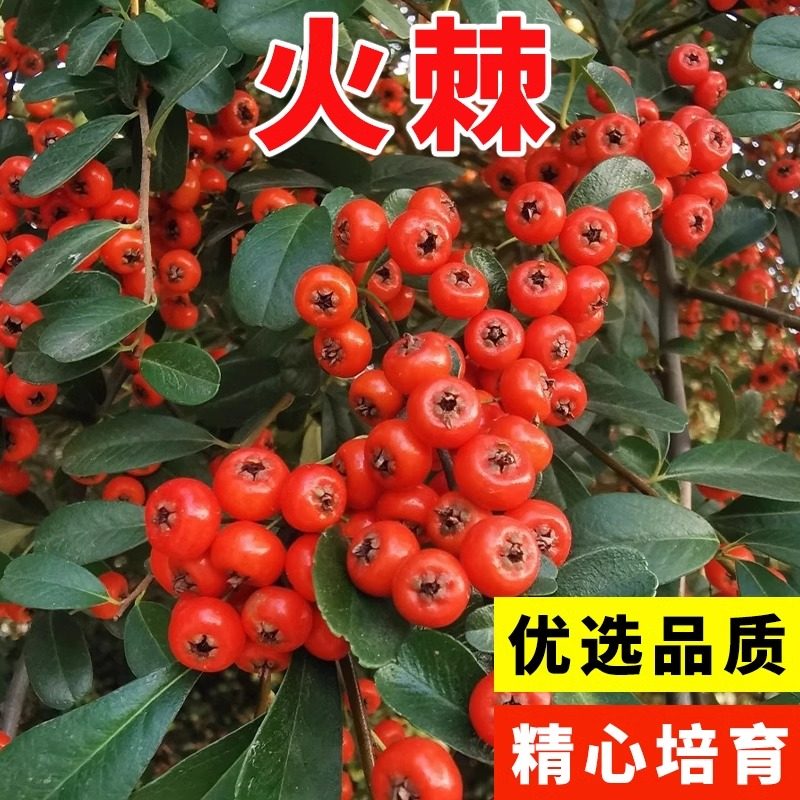 火棘种子护坡固土耐旱抗风沙林木树种沙棘种籽四季种植灌木草种孑