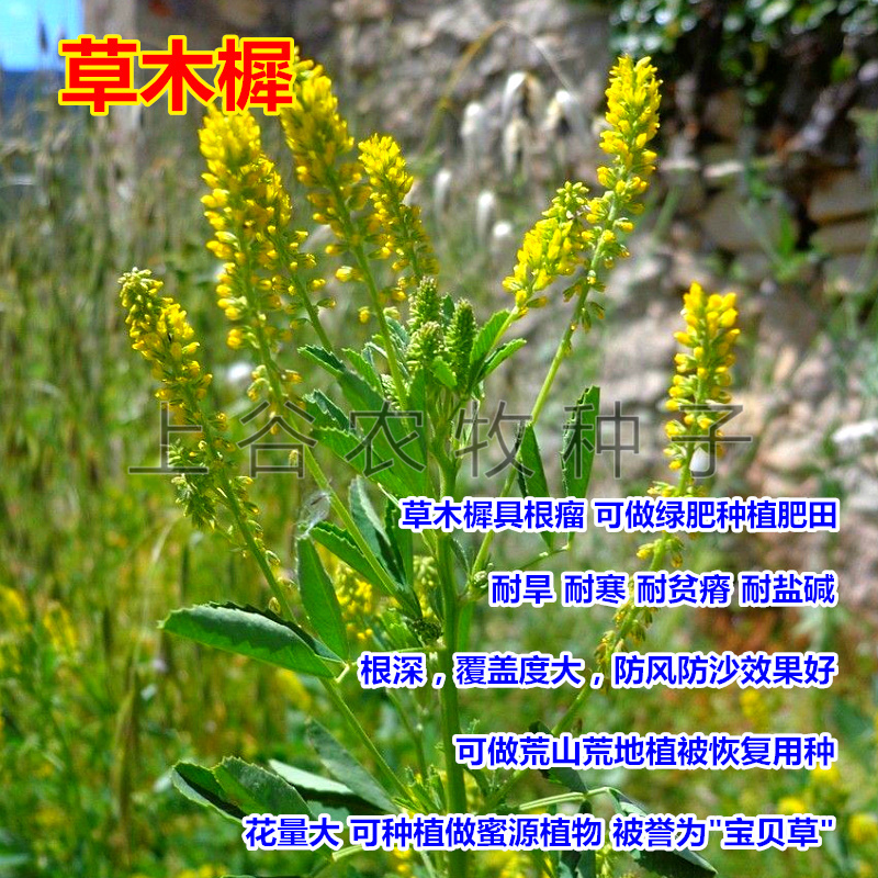 草木樨种子犀籽优质牧黄花