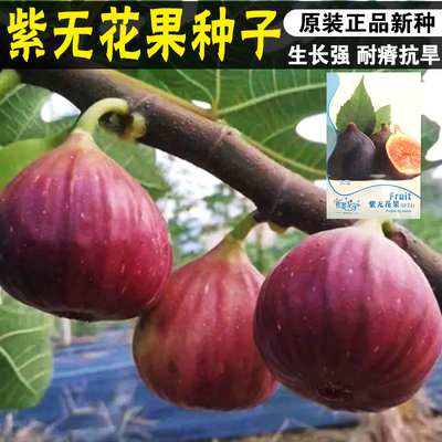 无花果种子四季庭院蜜饯观赏