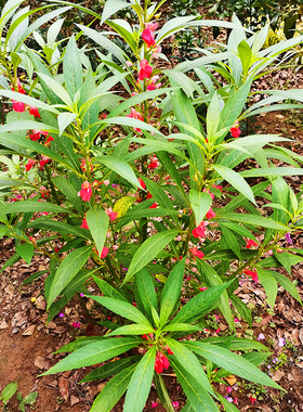 凤仙花种籽盆栽幼苗胭脂花种子防蛇驱蛇种孑35粉染指甲