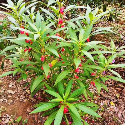 凤仙花种籽盆栽幼苗胭脂子