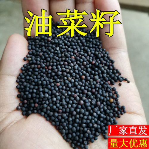 油菜花种子秋播高产观赏食用耐寒耐旱春油菜花籽榨油菜籽花海种孑