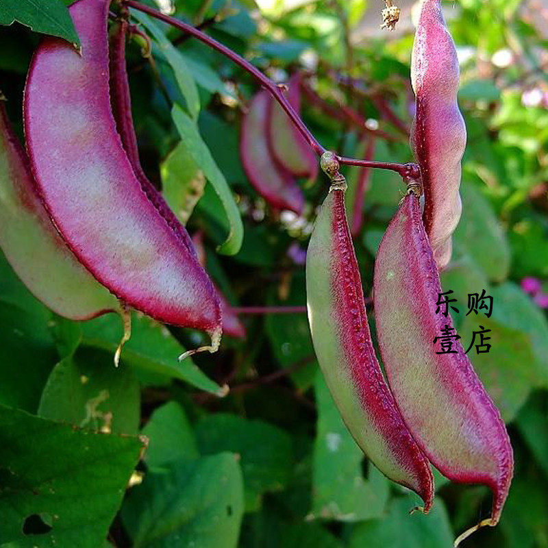 早熟扁豆种子种籽 高产四季豆角梅豆角红眉豆蔬菜梅豆孑架豆菜豆
