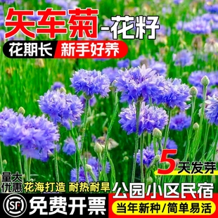 矢车菊花种籽耐旱耐热四季播种公园小区花海景观花籽多年生花种子