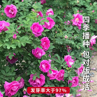 黄刺玫籽花种子红刺玫胡刺玫花刺玖花黄刺莓破皮蔷薇玫瑰花种子