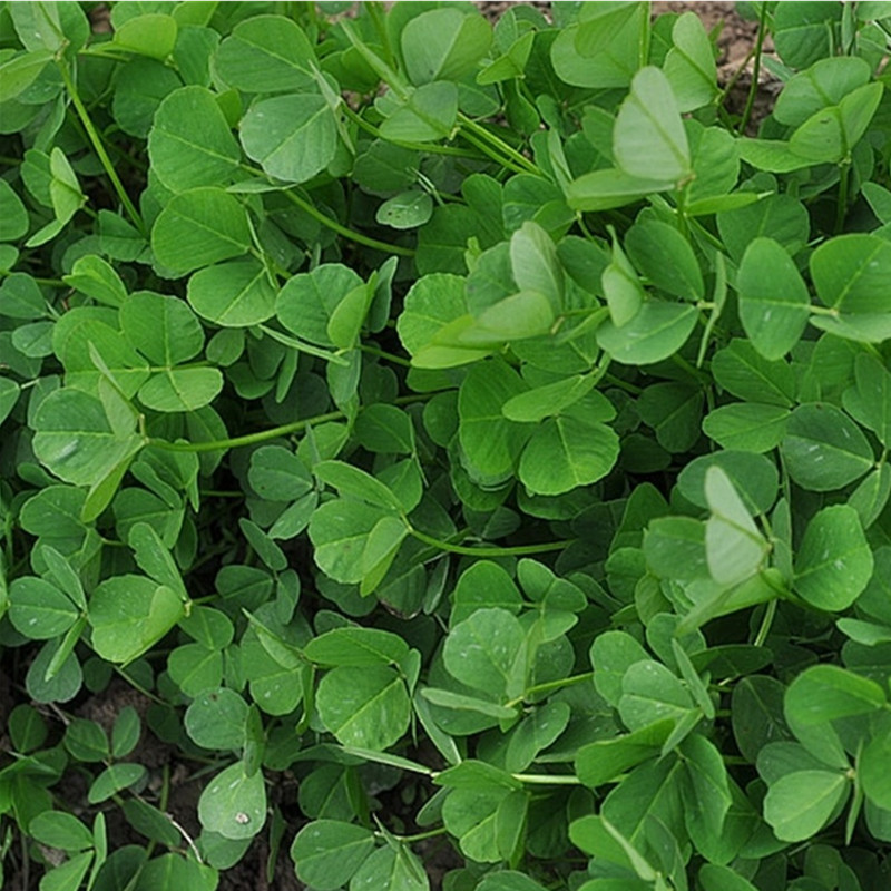 金花菜草头种子三叶秧大黄