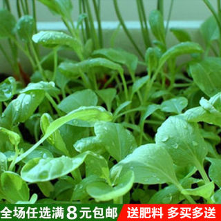 奶油小白菜种子四季早熟阳台庭院家庭易种植种菜籽种易种蔬菜籽