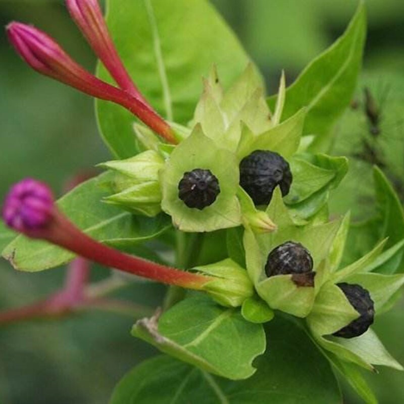 宿根紫茉莉胭脂子地雷籽花