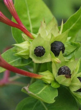 宿根紫茉莉胭脂子地雷籽花草种籽多年生鲜花花卉种子花花紫色花