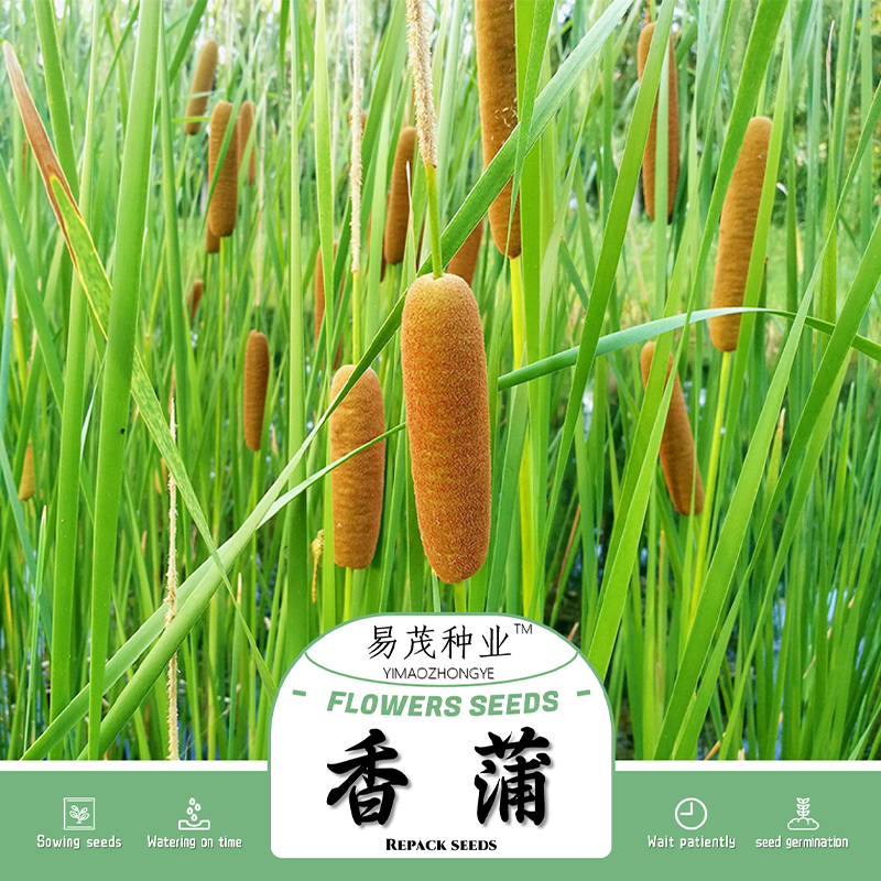 东方香蒲种子棒籽挺水型草