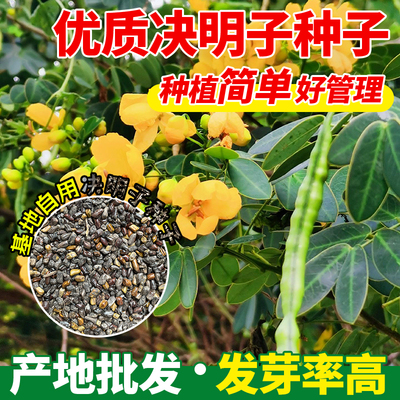 决明子种子护坡固土植物灌木草种籽枣林景观边坡绿化高速公路草籽