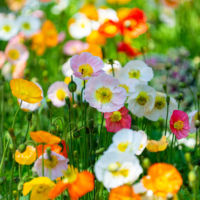 冰岛虞美人种子混色重瓣花籽四季开花春夏季室外庭院阳台花草种籽