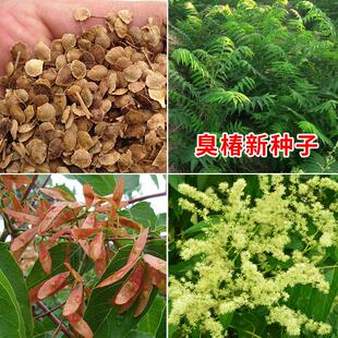 臭椿种子树林木种子臭椿种子臭椿皮大果臭椿樗护坡灌木造林籽包邮