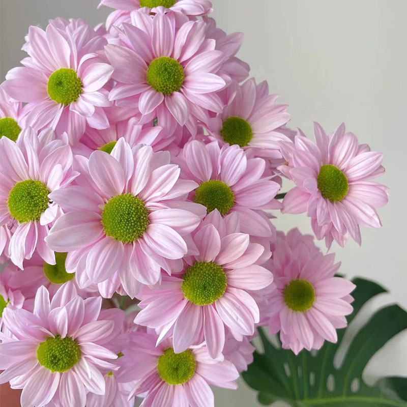 小雏菊种子四季播开花室内