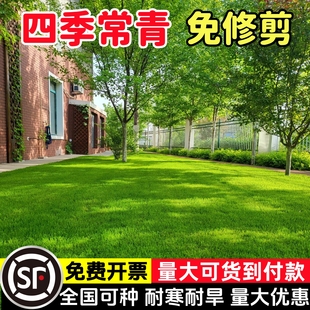 草坪草籽四季常青护坡固土狗牙根马尼拉庭院地毯草绿化黑麦草种子