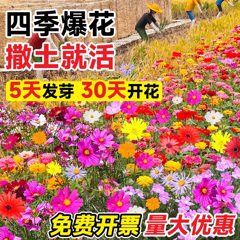 野花组合种子籽大全四季播