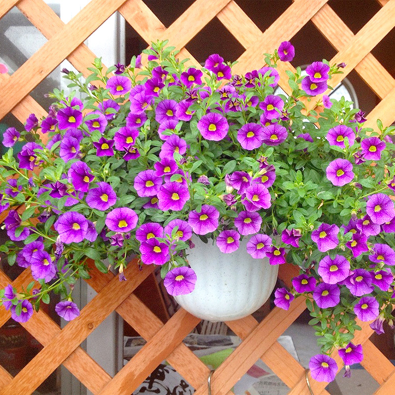 四季种植矮牵牛鲜思雁春季