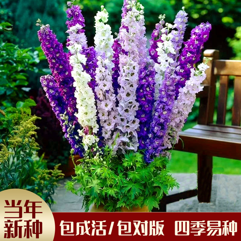 大花飞燕草种子四季易活室