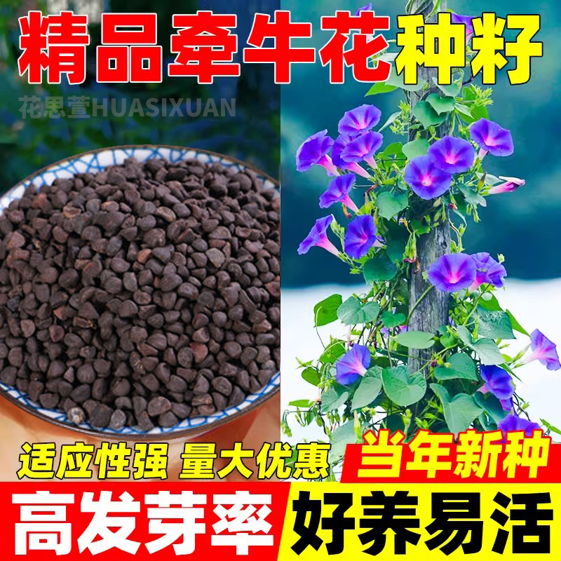 大花牵牛花种子爬藤观花植物庭院阳台盆栽喇叭花种籽围栏小区花坛