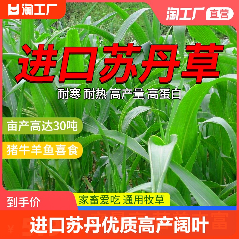 苏丹草种籽子阔叶高丹王草牧草种籽兔鹅鱼草子草种子开花种植高产