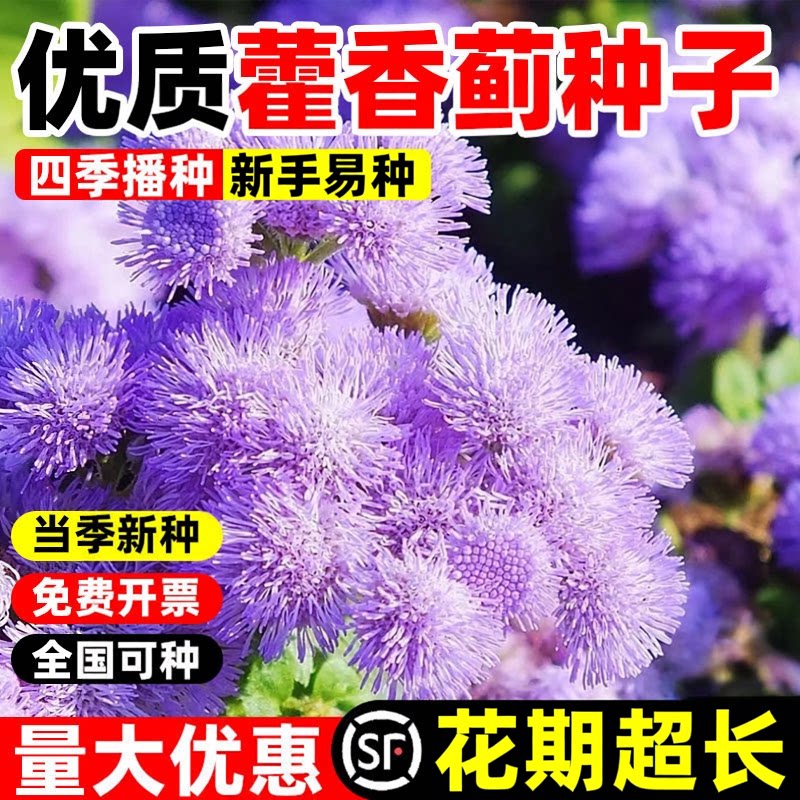藿香蓟种子白花草籽四季播种庭院景观园林地被植物盆栽一枝香花籽
