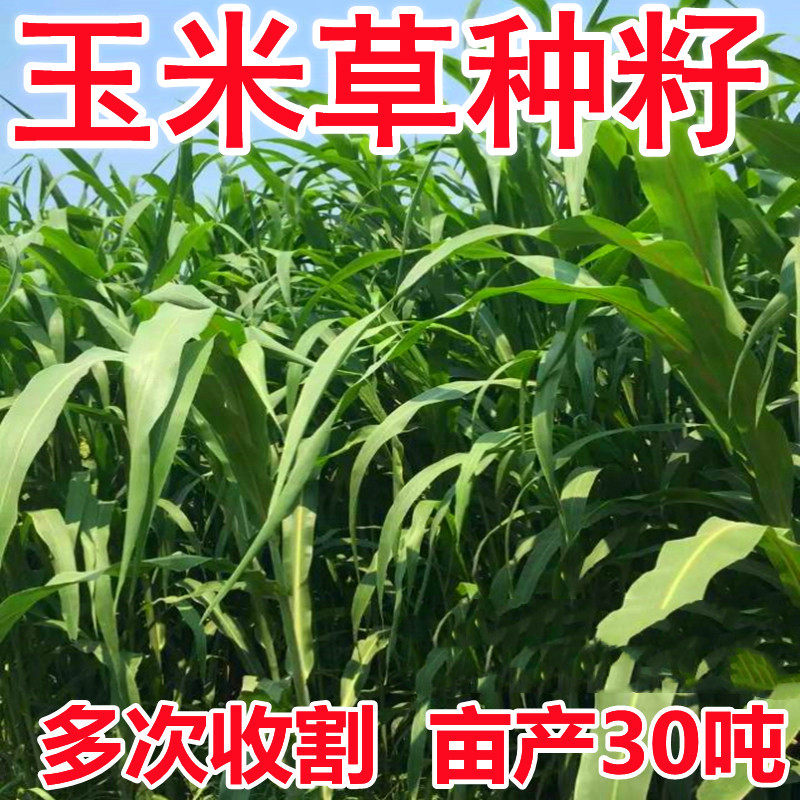 墨西哥玉米草种牧草种子优12四季养殖草籽喂牛羊马鸡鸭鹅鱼草种籽
