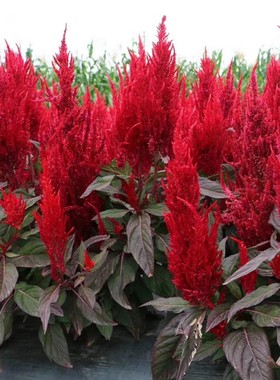 凤尾鸡冠花种子庭院室外四季种易活盆栽耐旱室外花卉扇状鸡冠花籽