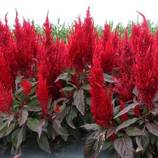 凤尾鸡冠花种子庭院室外四季种易活盆栽耐旱室外花卉扇状鸡冠花籽