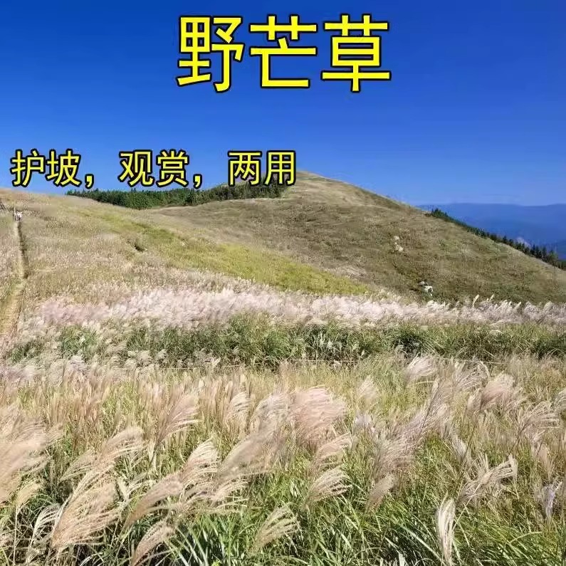 芒草种子细叶野芒草种子水生植物种子多年生莽草白微龙胆白薇芭芒
