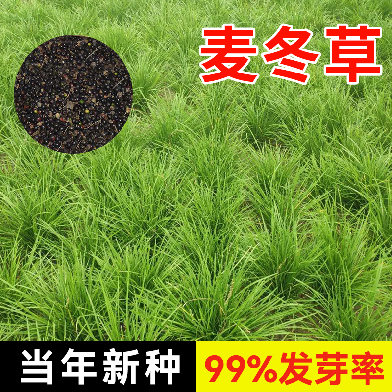 麦冬草种子玉龙草细叶宽叶日本矮