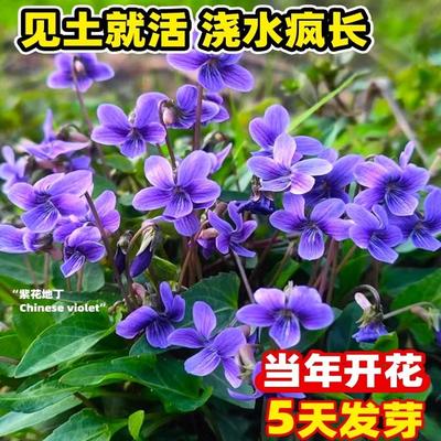 紫花地丁种子籽中药材紫花地丁花种籽四季种植盆栽药用苦地丁种孑