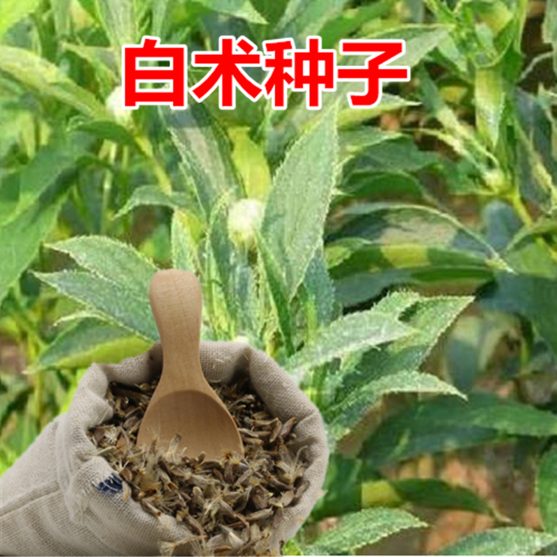 白术种籽改良高产中药材子