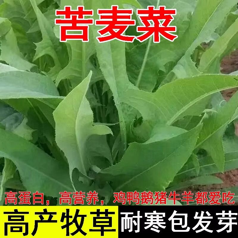 苦麦菜种籽大叶四季牧草苦麻菜马兔鱼喂猪鸡鸭鹅吃的草苦荬菜种子,鲜花速递/花卉仿真/绿植园艺,家庭园艺种子,淘宝优惠券,粉丝福利购,淘宝优惠卷