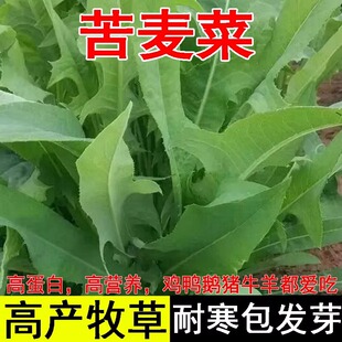 苦麦菜种籽大叶四季牧草苦麻菜马兔鱼喂猪鸡鸭鹅吃的草苦荬菜种子