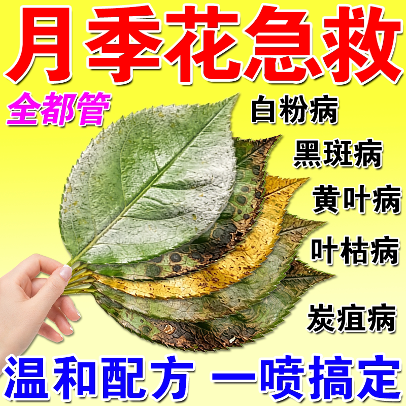 月季花病虫害常用药专用杀菌剂图片