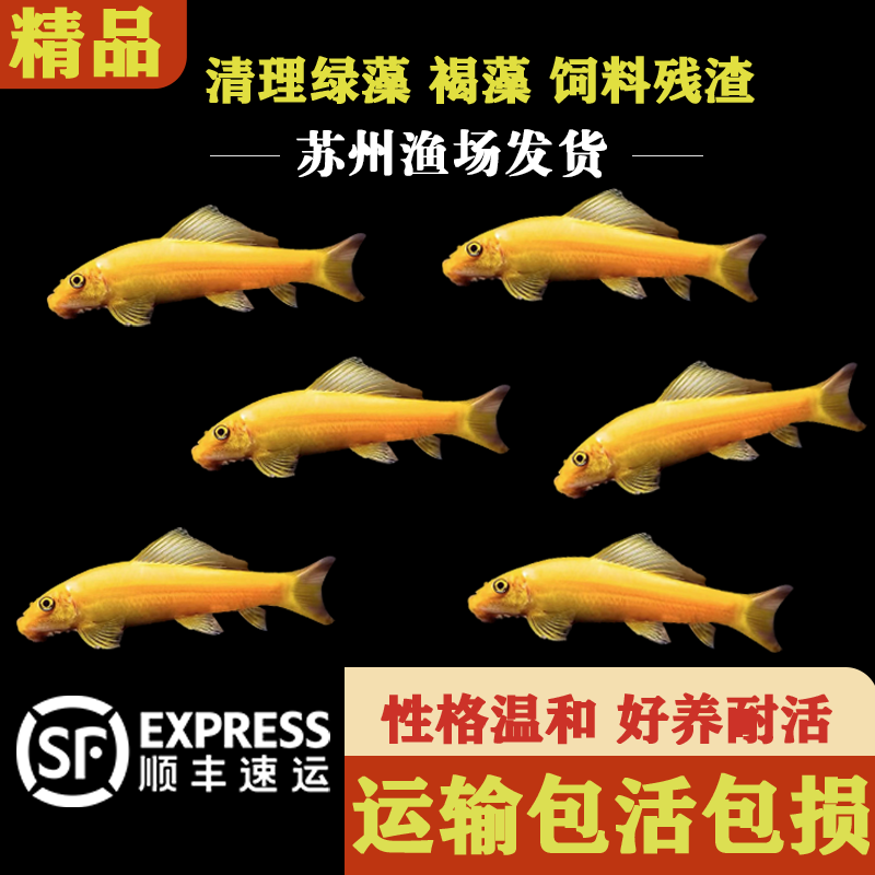 金苔鼠鱼除藻鱼清洁工具鱼热带鱼吃粪便垃圾鱼鼠鱼淡水热带观赏鱼