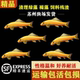 金苔鼠鱼除藻鱼清洁工具鱼热带鱼吃粪便垃圾鱼鼠鱼淡水热带观赏鱼