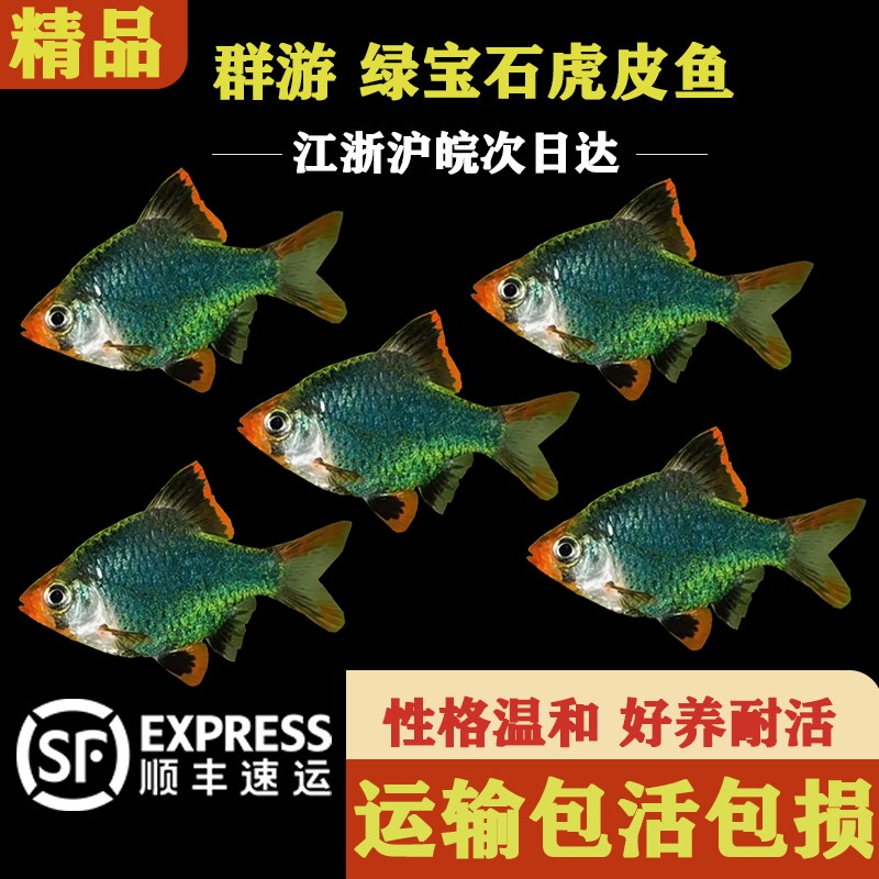 绿宝石虎皮鱼热带鱼观赏鱼小型群游鱼好养耐活淡水鱼草缸活体小鱼