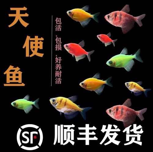 小型斑马鱼观赏鱼天使鱼热带鱼