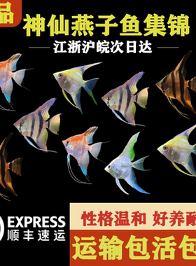 小神仙鱼活体秘鲁燕鱼小型热带淡水观赏鱼好养耐活活体鱼密鲁神仙