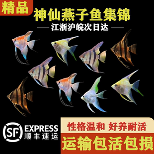小神仙鱼活体秘鲁燕鱼小型热带淡水观赏鱼好养耐活活体鱼密鲁神仙
