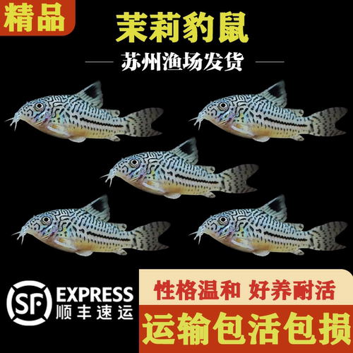 三线豹鼠清洁鱼好养耐活