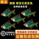 绿宝石虎皮鱼热带鱼观赏鱼小型群游鱼好养耐活淡水鱼草缸活体小鱼