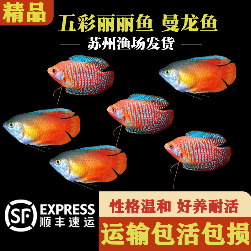 五彩丽丽鱼曼龙鱼小型热带淡水鱼蓝曼龙黄曼龙鱼丝足鱼好养耐活鱼
