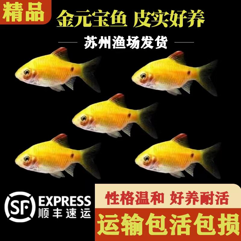 金元宝鱼玫瑰鲫鱼观赏鱼广温闯缸新手鱼好养耐活低温小型草缸鱼苗