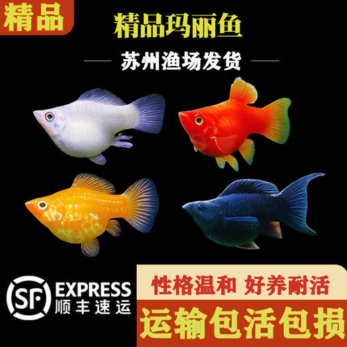 玛丽鱼波妞奶牛玛丽球耐活小鱼胎生鱼好养热带直接小鱼繁殖孔雀鱼