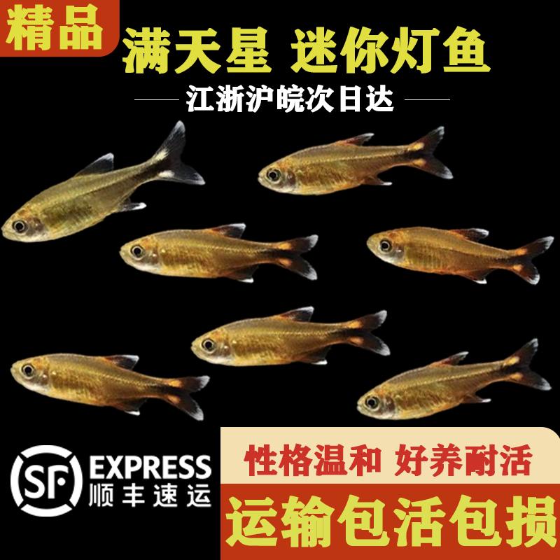 迷你灯满天星热带小型灯鱼淡水群游观赏鱼好养耐活南美热带观赏鱼