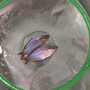 电光美人鱼小型热带淡水鱼美人鱼系列刚果美人鱼好养草缸推荐小鱼