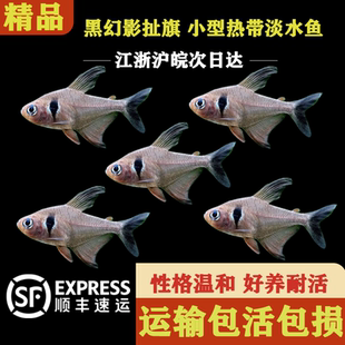 黑幻影扯旗灯鱼热带观赏活体鱼小型草缸群游鱼观赏闯缸鱼好养小鱼